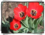Trzy, Czerwone, Tulipany
