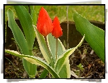 Czerwone, Tulipany