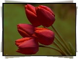Tulipany, Czerwone, Bukiet