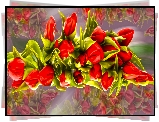 Tulipany, Czerwone, Grafika