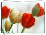 Tulipany, Czerwone, Kwiaty