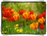 Tulipany, Czerwone, Kwiaty
