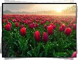 Farmy, Pola, Tulipany, Czerwone, Promienie słońca, Drzewa