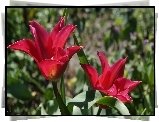 Czerwone, Kwiaty, Wiosenne, Tulipany