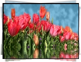 Czerwone, Tulipany, Woda, Odbicie