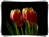 Czerwono-żółte, Tulipany, Ciemne tło