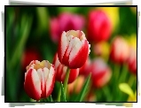 Czerwono, Białe, Tulipany, Ogród, Wiosna