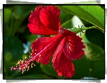 Kwiat, Czerwony Hibiskus