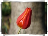 Kwiat, Czerwony, Tulipan