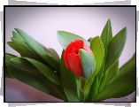 Czerwony, Tulipan