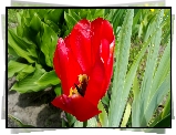 Czerwony, Tulipan