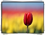 Czerwony, Tulipan