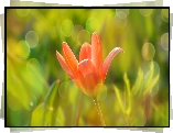 Tulipan, Czerwony, Bokeh