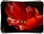 Tulipan, Czerwony, Kwiat