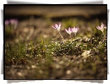 Krokusy, Cztery, Kwiaty