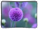 Fioletowa, Dalia, Kwiat