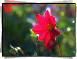 Dalia, Macro