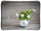 Dekoracja, Białe, Zawilce, Wazonik