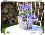 Dekoracja, Doniczka, Lawenda