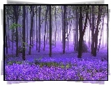 Drzewa, Fioletowe, Kwiaty, Las