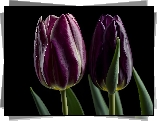 Tulipany, Dwa, Ciemnofioletowe, Tło, Grafika