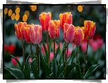 Kwiaty, Dwukolorowe, Czerwono-żółte, Tulipany