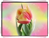 Dwukolorowy, Tulipan