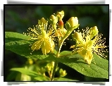 Żółte, Kwiaty, Dziurawiec, Zwyczajny