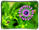 Egzotyczny, Fioletowy, Stokrotka afrykańska, Zieleń, Blask