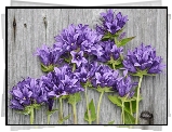Fioletowe, Kwiaty, Dzwonki, Deski