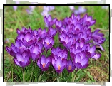 Kępa, Fioletowe, Krokusy