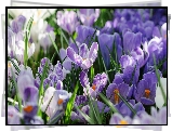 Kępka, Fioletowe, Krokusy