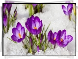 Fioletowe, Krokusy, Kępki, Śnieg