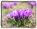 Fioletowe, Krokusy, Kępki, Trawa