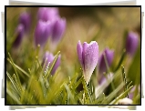 Krokus, Fioletowe, Kwiaty