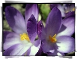 Fioletowe, Krokusy