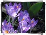 Fioletowe, Krokusy