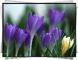 Krokusy, Fioletowe, Kwiaty