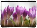 Krokusy, Fioletowe, Kwiaty