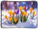 Krokusy, Kwiaty, Żółte, Fioletowe