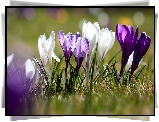 Fioletowe, Białe, Kwiaty, Krokusy