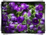Kwiaty, Fioletowe, Dzwonki