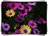 Fioletowe, Żółte, Kwiaty, Stokrotki Afrykańskie