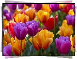 Żółte, Fioletowe, Tulipany