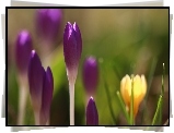 Fioletowe, Krokusy, Pąki, Kwiaty