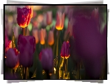 Fioletowe, Tulipany, Rozmycie, Blask
