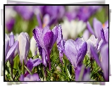 Fioletowe, Rozświetlone, Krokusy, Rozmyte tło