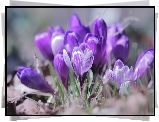 Fioletowe, Krokusy, Szafrany wiosenne