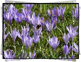 Fioletowe, Krokusy, Trzmiel, Owad