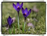 Trzy, Fioletowe, Krokusy
